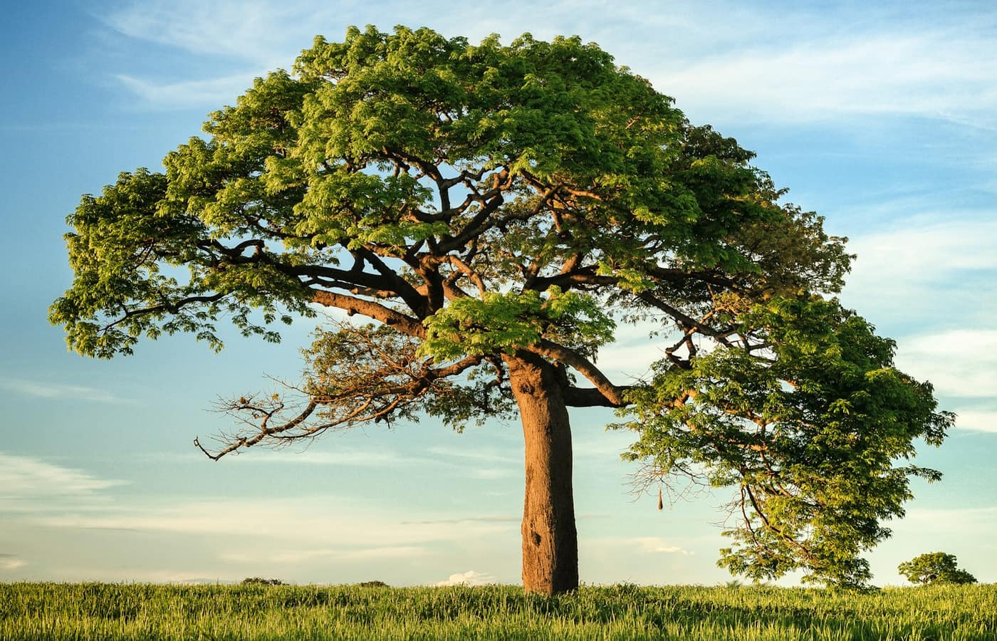 A mature broad canopy tree in open ground